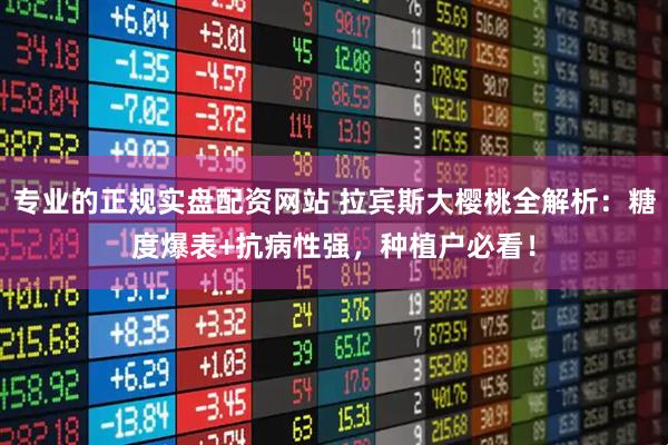 专业的正规实盘配资网站 拉宾斯大樱桃全解析：糖度爆表+抗病性强，种植户必看！